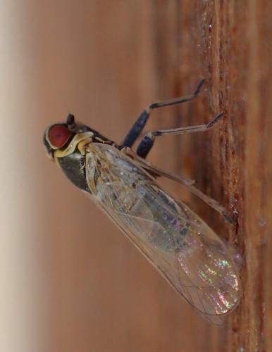 Hyalesthes obsoletus